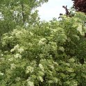 Sambucus nigra 'Aureomarginata' P18 (2)